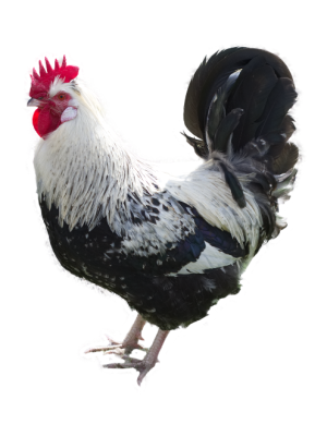 Fresh Broiler Chicken