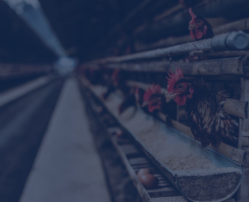 Fresh Broiler Chicken